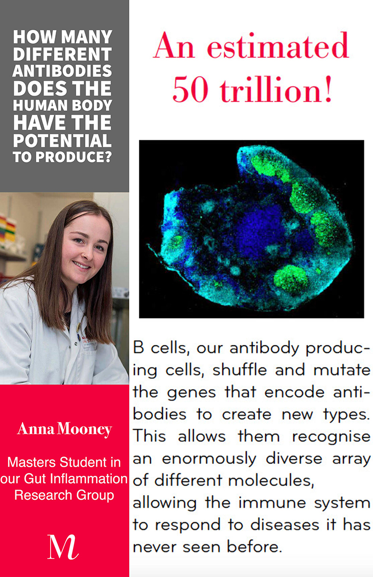 MIMR antibody development B Cells